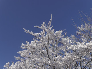 木に咲いた雪の花