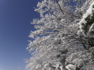 木に咲いた雪の花