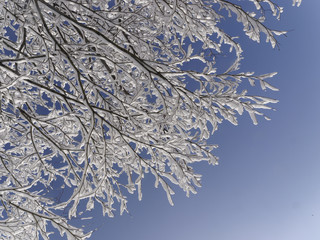 木に咲いた雪の花