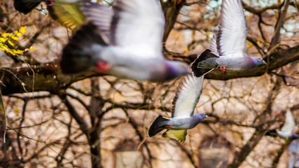 a flock of pigeons flying between trees at city park