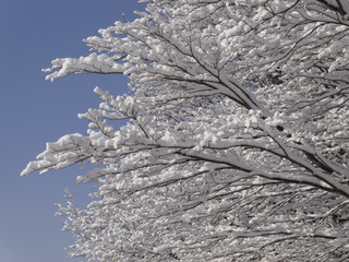 木に咲いた雪の花
