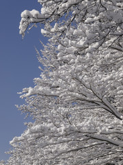 木に咲いた雪の花