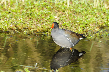 Common Gallinule in shallows