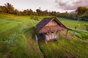 Rice Fields of Bali, Indonesia. The village of Belimbing boasts some of the most beautiful rice terraces in all of Bali. Growers from all over the world come to study their irrigation techniques.