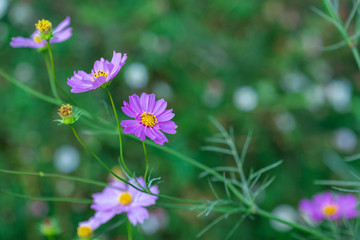 Soft focus Cosmos flowers in the garden.