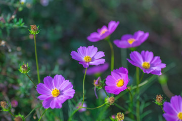 Fototapeta premium Miękkie ognisko Kosmos kwitnie w ogrodzie.