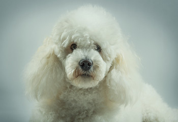 White poodle posing