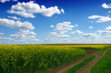field of rapeseed with beautiful cloud - plant for green energy
