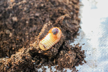 Worm Xylotrupes Gideon upcoming pupa