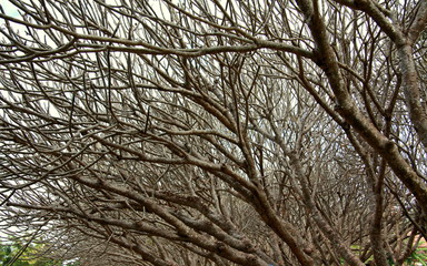 Tree of Branch