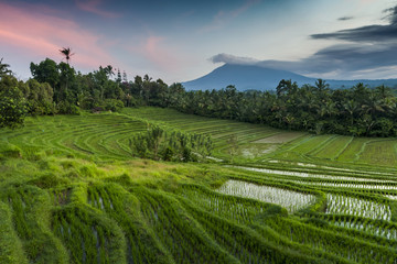 Fototapeta na wymiar Rice Fields of Bali, Indonesia. The village of Belimbing boasts some of the most beautiful rice terraces in all of Bali. Growers from all over the world come to study their irrigation techniques.