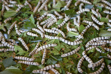 Silkworm larvae on mulberry leaves - 136390937