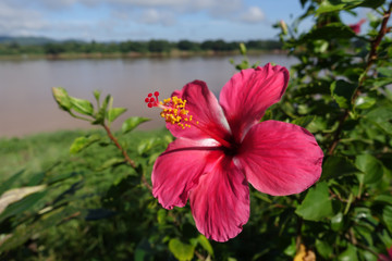 Hibiscus flower - 136391152