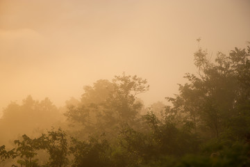 Morning mist at Phu Thok Mountain in Chiang Khan ,Loei Province - 136391166