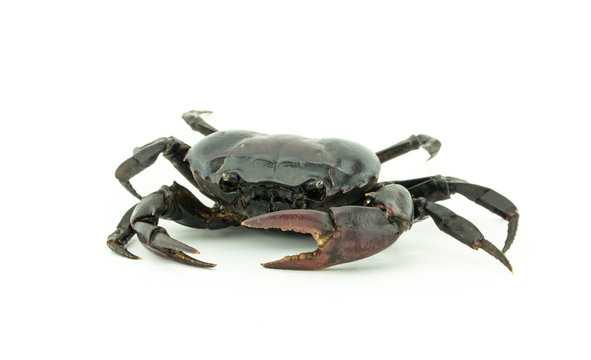 thai crab life  on white