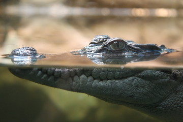 Close up of  a crocodile floating on the water surface 