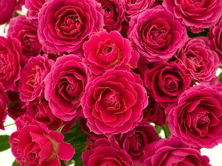 バラの花