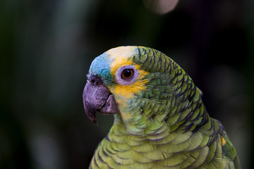 Papagaio azul e amarelo