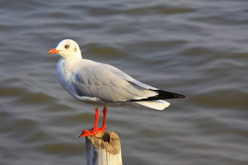 Seagull