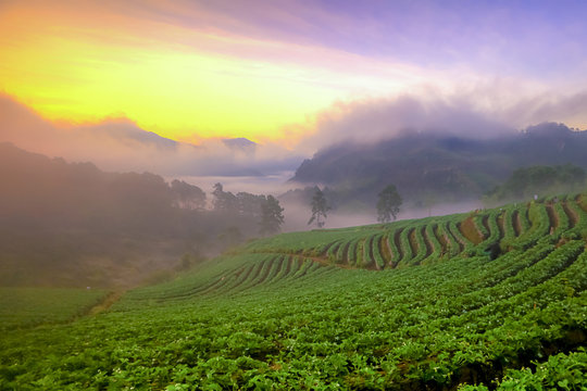 Misty morning sunrise in strawberry garden at Doi Ang khang mountain of Thailand- Burma Border, Chiangmai, Thailand