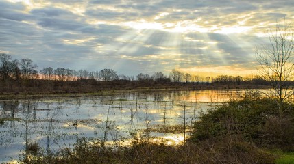 A pond at dawn in a wetland with native Louisiana plants and trees provding food and cover for deer and other wildlife