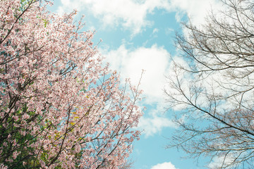 Beautiful cherry blossom sakura in spring time over blue sky.