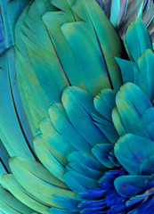 Fototapeta premium Macro photograph of the green and blue feathers of a macaw.