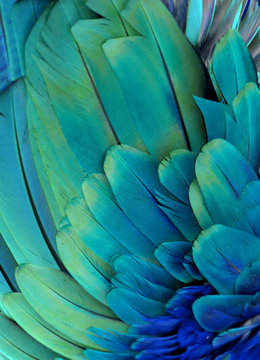 Macro photograph of the green and blue feathers of a macaw.
