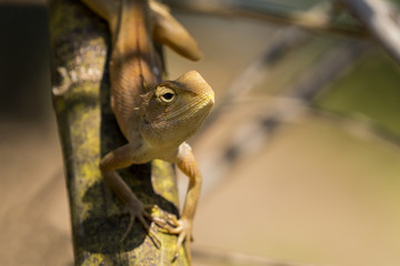 Image of chameleon on nature background. Reptile