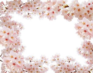 Fototapeta premium 満開の桜フレーム