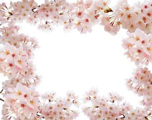Küchenrückwand glas motiv Kirschblüte 満開の桜フレーム