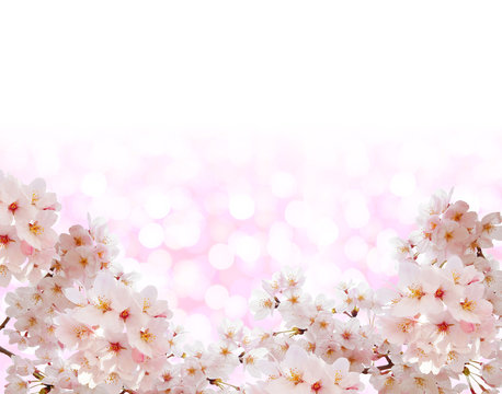 桜と春色の背景