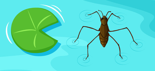 Water skater and leaf on water