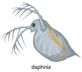 Daphnia on white background