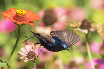 Image of a bird (purple sunbird). Wild Animals.