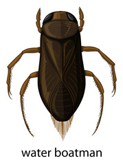 Water  boatman on white background