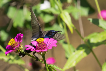 Image of a bird (purple sunbird). Wild Animals.