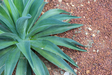 Obraz premium dry season dune nature desert ecology plant for background.