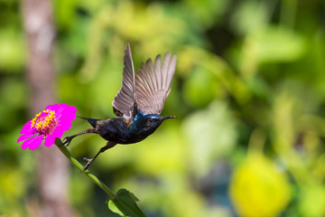 Image of a bird (purple sunbird). Wild Animals.