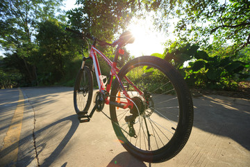 Fototapeta premium riding bike on sunny forest trail