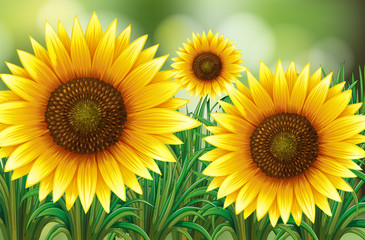 Fototapeta premium Scene with sunflowers in garden