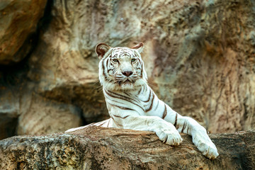 Albino tiger sleep on rock in zoo