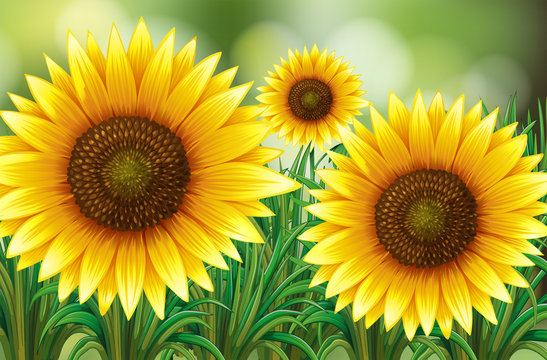 Scene with sunflowers in garden