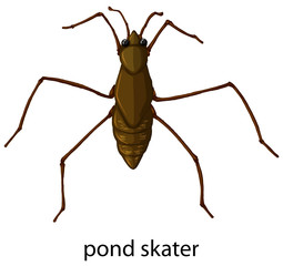 Insect wordcard for pond skater