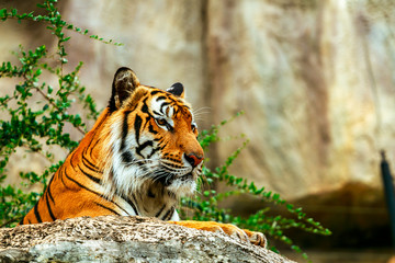 Tiger in zoo