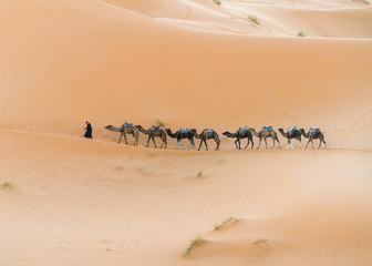 Fototapeta na wymiar caravan in the desert. 