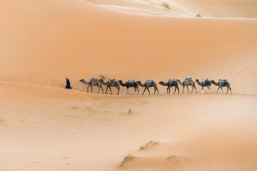 caravan in the desert.
