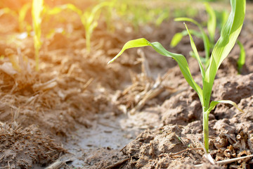 Close up green corn plant on garden with sunlight selective and soft focus 