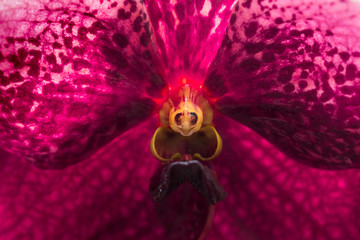 closeup macro orchid flower pollen texture.