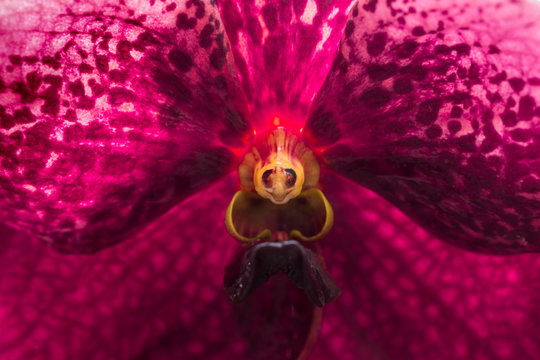 Fototapeta closeup macro orchid flower pollen texture.